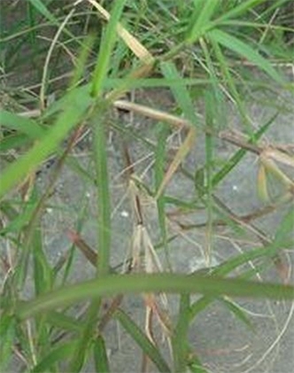 標(biāo)題：狗牙根
瀏覽次數(shù)：2710
發(fā)表時間：2017-11-02