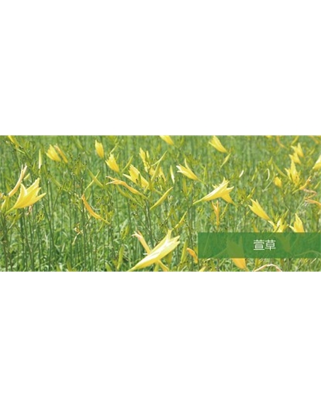 標(biāo)題：地被
瀏覽次數(shù)：1710
發(fā)表時(shí)間：2020-10-17