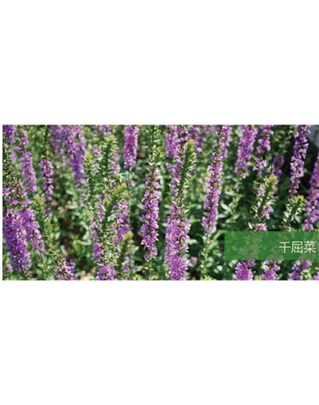 標(biāo)題：地被
瀏覽次數(shù)：1977
發(fā)表時(shí)間：2020-10-17