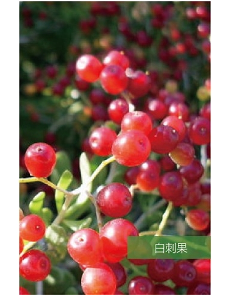 標(biāo)題：名貴樹(shù)種
瀏覽次數(shù)：1595
發(fā)表時(shí)間：2020-10-17