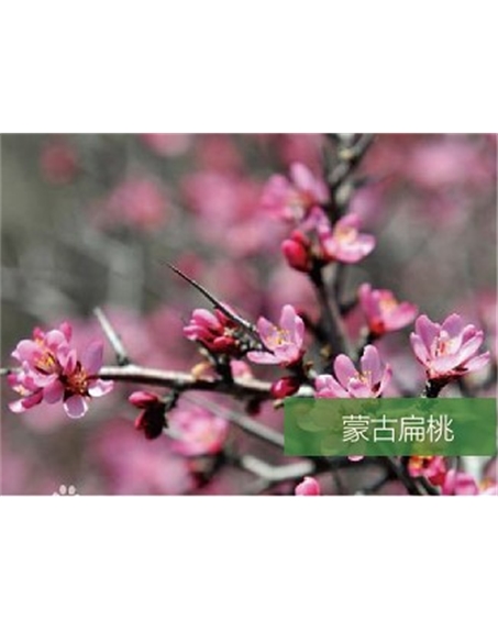 標(biāo)題：名貴樹種
瀏覽次數(shù)：1551
發(fā)表時間：2020-10-17