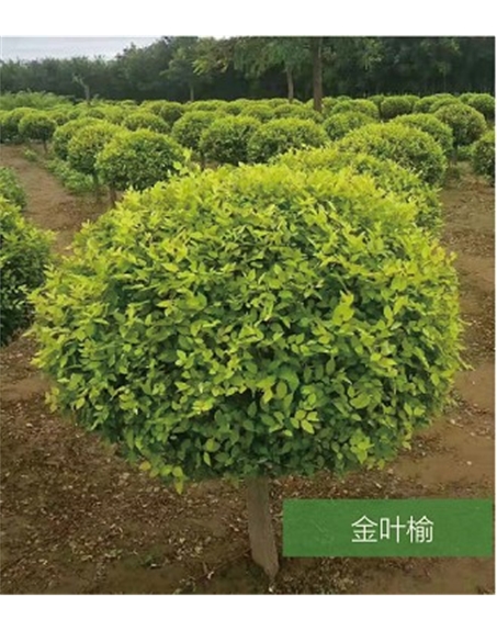 標題：名貴樹種
瀏覽次數(shù)：1608
發(fā)表時間：2020-10-17