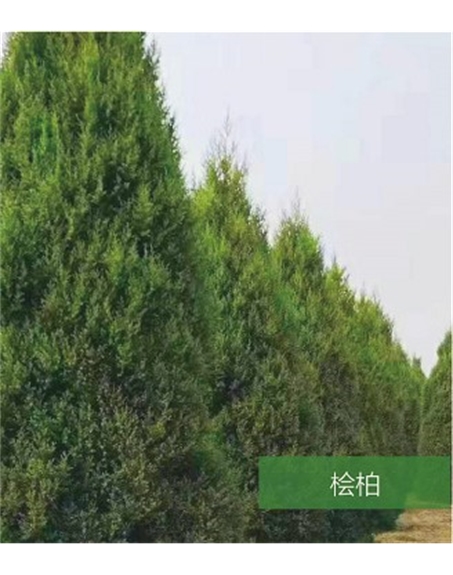 標(biāo)題：名貴樹種
瀏覽次數(shù)：1567
發(fā)表時間：2020-10-17