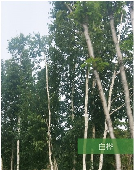 標(biāo)題：名貴樹種
瀏覽次數(shù)：1674
發(fā)表時間：2020-10-17