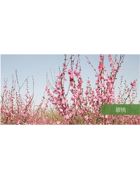 標(biāo)題：?jiǎn)坦嗄?瀏覽次數(shù)：1555
發(fā)表時(shí)間：2020-10-17