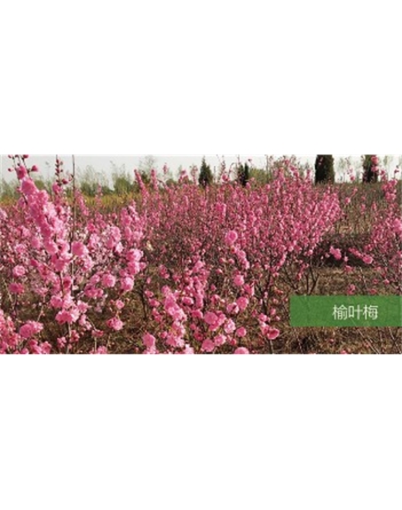 標題：喬灌木
瀏覽次數(shù)：1612
發(fā)表時間：2020-10-17