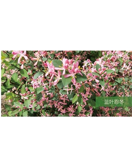 標題：喬灌木
瀏覽次數(shù)：1543
發(fā)表時間：2020-10-17