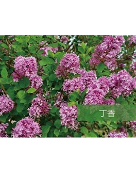 標(biāo)題：喬灌木
瀏覽次數(shù)：1535
發(fā)表時(shí)間：2020-10-17