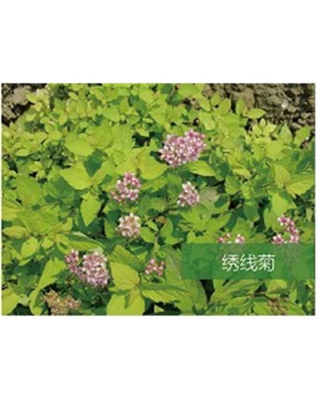 標(biāo)題：?jiǎn)坦嗄?瀏覽次數(shù)：1698
發(fā)表時(shí)間：2020-10-17