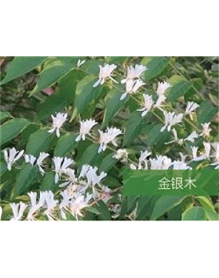 標題：喬灌木
瀏覽次數(shù)：1607
發(fā)表時間：2020-10-17