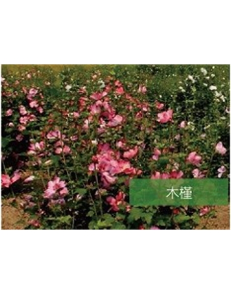 標(biāo)題：?jiǎn)坦嗄?瀏覽次數(shù)：1696
發(fā)表時(shí)間：2020-10-17