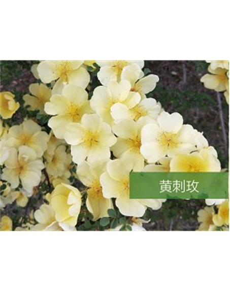 標(biāo)題：?jiǎn)坦嗄?瀏覽次數(shù)：1517
發(fā)表時(shí)間：2020-10-17