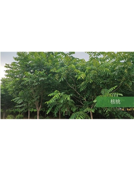 標(biāo)題：?jiǎn)坦嗄?瀏覽次數(shù)：1586
發(fā)表時(shí)間：2020-10-17