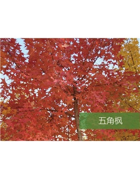 標(biāo)題：喬灌木
瀏覽次數(shù)：1659
發(fā)表時間：2020-10-17