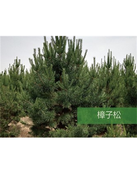 標(biāo)題：喬灌木
瀏覽次數(shù)：1698
發(fā)表時(shí)間：2020-10-17
